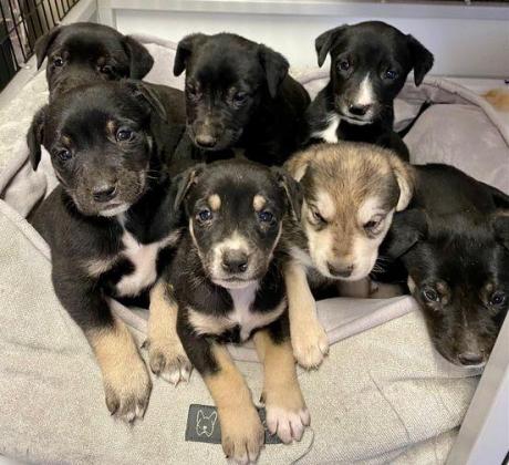 Puppies abandoned in freezing temperatures