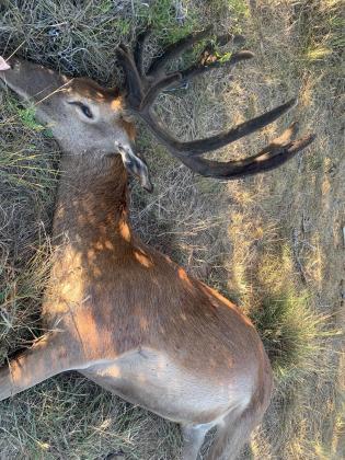 Red stag killed in DeWitt County, $1,000 reward offered