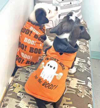 These two adoptable pups from PAOC, Perkins and Patrick, are inviting fur babies from all over to don their Halloween costumes and join in the parade and costume contest.