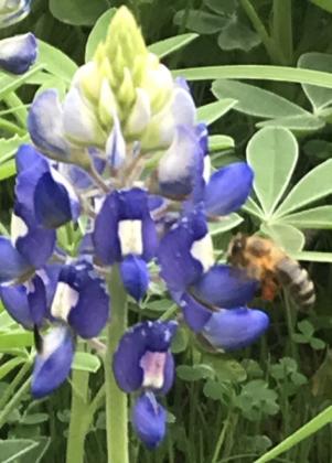 A honey bee draws nectar from a 2024 bluebonnet. (Photo contributed by Rodger Marion)