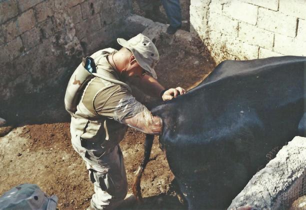 Pregnancy checking a cow during Exercise Early-Victor Veterinary Civic Assistance Program in Jordan - September 2000