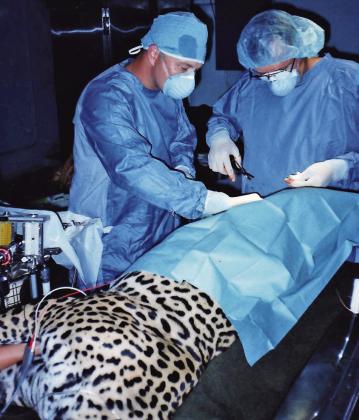 Steve is seen here performing a vasectomy on a jaguar prior to its transfer from the Jungle Warfare Training Center “zoo” to the Panama zoo – Fort Kobbe, Panama - May 1999