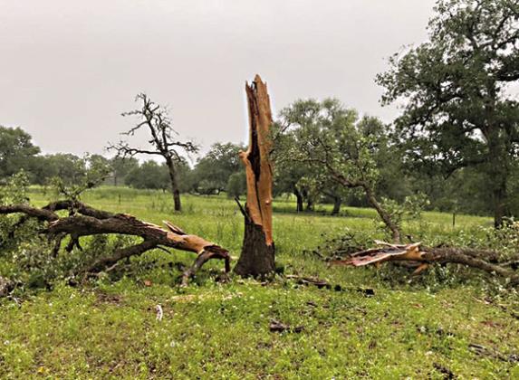 Lightning destroyed this tree at Jill Crain’s residence five miles out of town on FM 1447.